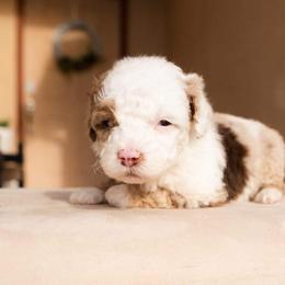 Aussiedoodle and Goldendoodle Puppies from Ever After Doodles Arizona