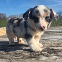 Arctic - Blue merle and white male Cardigan Welsh Corgi puppy in Bland, Missouri from Shadey Lane Corgis