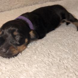 Dachshund Puppies from KhloeKPuppies
