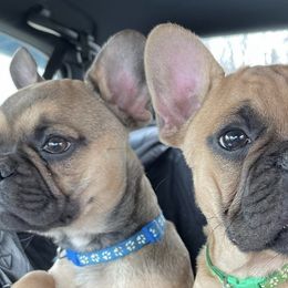 French Bulldogs from Rocktown Kennels