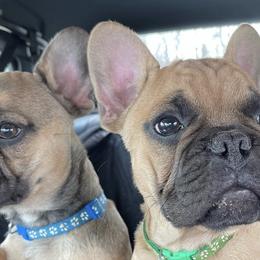 French Bulldogs from Rocktown Kennels