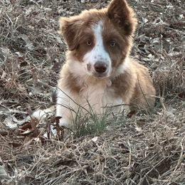 Story - White and red Border Collie puppy in Jonesboro, Arkansas from Hampton Border Collies