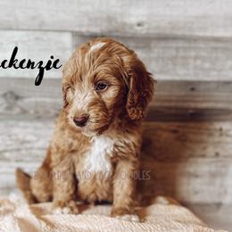 Goldendoodle Puppies from Bourbon and Lace Doodles