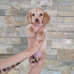 Boy 3 - Piebald male Dachshund puppy in Rancho Cucamonga, California from Pretty Little Dachshunds