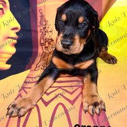 Orange Collar - Black and rust male Doberman Pinscher puppy in Louisville, Kentucky from Ruiz Dobermans