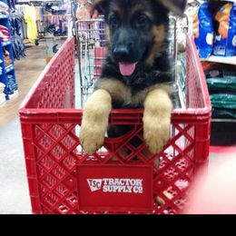 Berger Blanc Suisse and German Shepherd Puppies from Vom Hundhaus  Shepherds