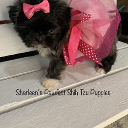 Shih Tzu Puppies from Sharleen's Paw-fect Shih Tzus