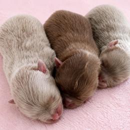 Pomeranian puppies from Twice The Love Pomeranians