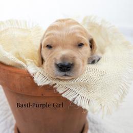 Golden Retriever Puppies from Daffodil Valley Goldens