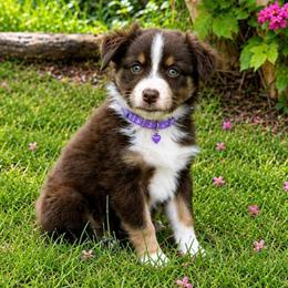 Brandy - Red tri-color female Australian Shepherd puppy in Howardsville, Virginia from Spectacular Aussies and Cavaliers