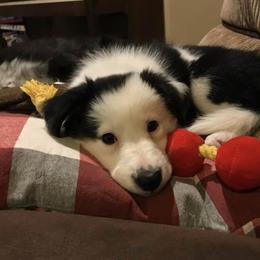 Border Collie Puppies from Cahill’s Canines