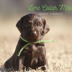 Boy 3 - Liver male Boykin Spaniel puppy in Capron, Virginia from Triple Creek Kennel