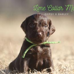 Boy 3 - Liver male Boykin Spaniel puppy in Capron, Virginia from Triple Creek Kennel