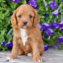 Brittney - Red female Cavapoo puppy in Gap, Pennsylvania from Country View Puppies ( License 18816)