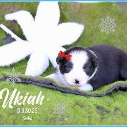 Ukiah - Black tri female Miniature Australian Shepherd puppy in Madisonville, Texas from Flying LL Aussies