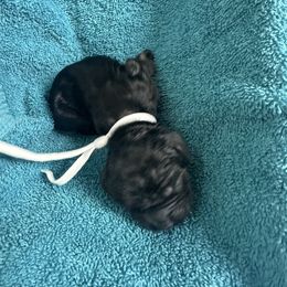 White collar - Black and tan male Cocker Spaniel puppy in Cleveland, Ohio from Buckeye Country Kennel