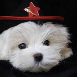 Maltese from Angel-Lite Maltese