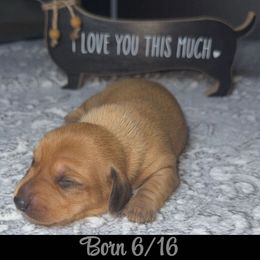 Dachshund Puppies from Dachshund of M-A