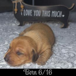 Dachshund Puppies from Dachshund of M-A
