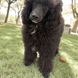 Sparky - Parti male Poodle puppy in Virginia Beach, Virginia from Piva’s Prestige Miniature Poodles