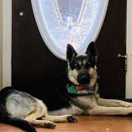 Little Bear - German Shepherd