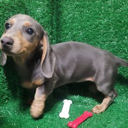 Forest - Blue and cream male Dachshund puppy in Randolph, Texas from Spindle's Little Treasures