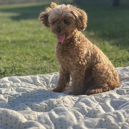 Clover - Poodle