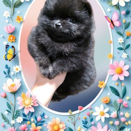 Pomeranian Puppies from Legacy Poms OC