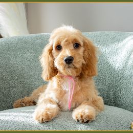 Ferno - Red female Cockapoo puppy in Connersville, Indiana from Deaz Doodle Ranch