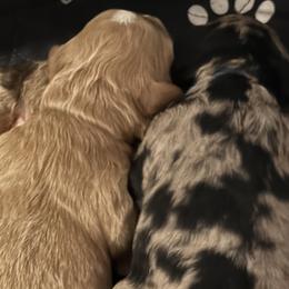 Goldendoodles from Valentine Kennels