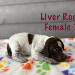 Breeze - Liver roan female German Shorthaired Pointer puppy in Axton, Virginia from Red Clay Kennels