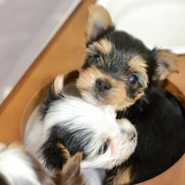 Yorkshire Terrier puppies from pupstatenewyorkies
