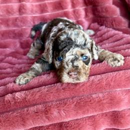 Girl 1 - Merle female Cockapoo puppy in Danielsville, Georgia from Meg's Doodles and Poodles