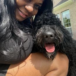 Labradoodle All Grown Up from Prime & Prissy Pooches