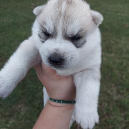Geode - Gray and white male Siberian Husky puppy in Cassatt, South Carolina from Tundra Storm Siberians