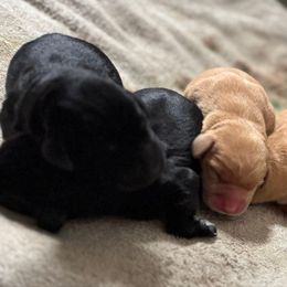 Anise-black female - Black female Labrador Retriever puppy in Gig Harbor, Washington from Mayfield Farm