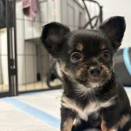 Petey - Blue and white male Chihuahua puppy in Canton, Texas from Heavenly Chihuahua