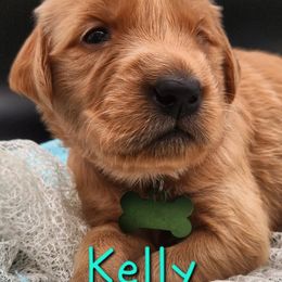 Golden Retriever Puppies from Soda Springs Kennel