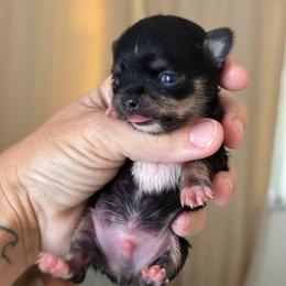 Victor - Black and tan male Chihuahua puppy in Spring Hill, Florida from Stardom Chihuahuas & CKCS