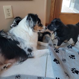 Australian Shepherd Puppies from Summit Australian Shepherds