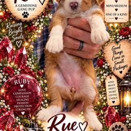 Rue - Ruby - Apricot female Assorted Doodle Crosses puppy in Las Vegas, Nevada from Gemstone Gang Doodles