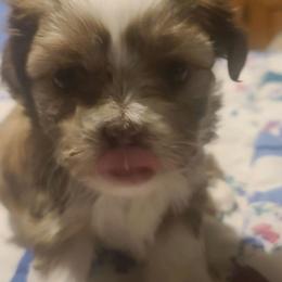 Girl - Brindle and white female Shih Tzu puppy in Belleville, Michigan from Patricia's Heavenly Earth Angels