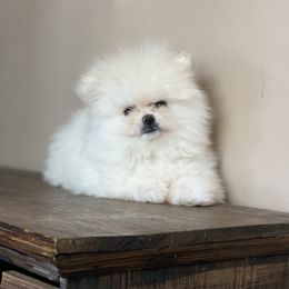 Girl 1 - Cream Pomeranian puppy in South Carolina from Royal Palace