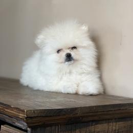 Girl 1 - Cream Pomeranian puppy in South Carolina from Royal Palace