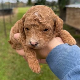 Yellow collar - Apricot female Cavapoo puppy in Wesson, Mississippi from Southern Country Doodles