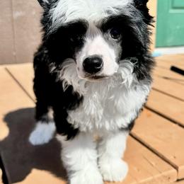 Shark - Black and white male Chinese Crested puppy in New Smyrna Beach, Florida from FronkLinn Kennel