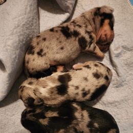 Dachshund Puppies from Adney Acres Dauchshunds