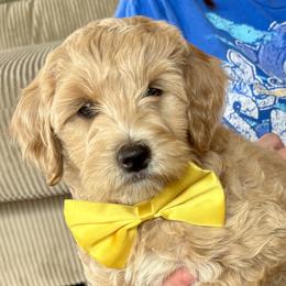Georgia Belle - Apricot female Goldendoodle puppy in Roy, Utah from Doodles are Amazing