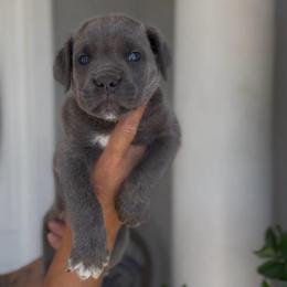 Girl 2 - Gray female Cane Corso puppy in California from Donato Kennels