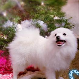 Pomeranian Puppies from Pers N Poms